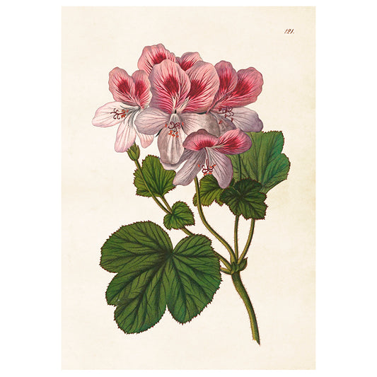Poster, Pelargon M (35 x 50 cm)