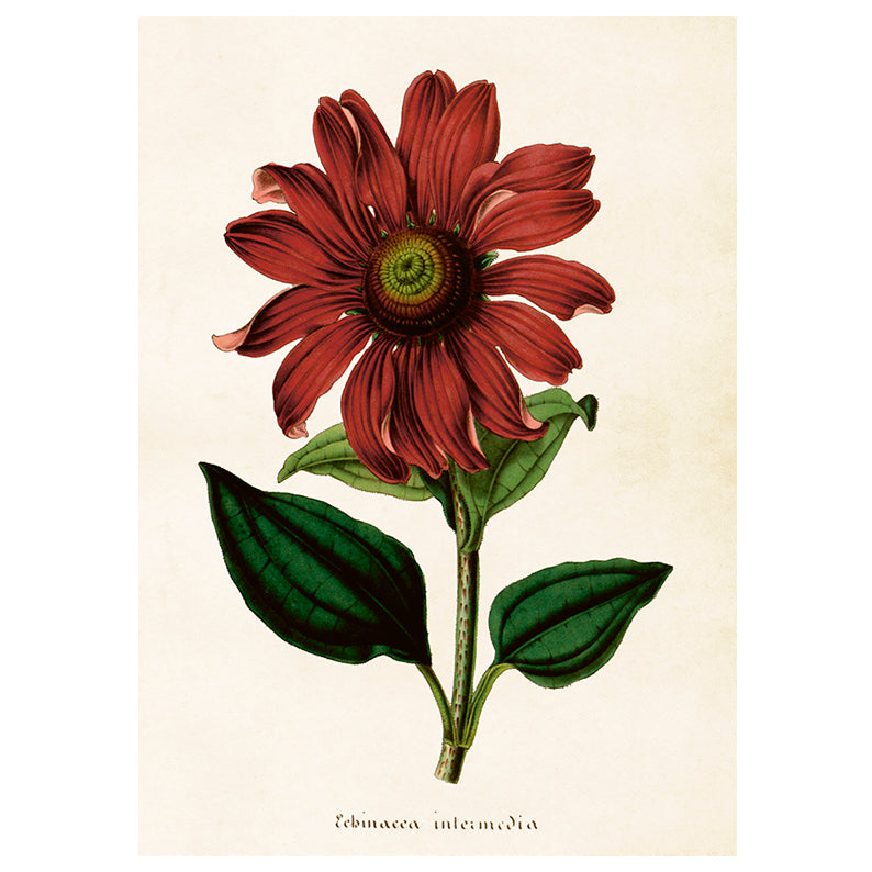 Poster, Solhatt M (35 x 50 cm)