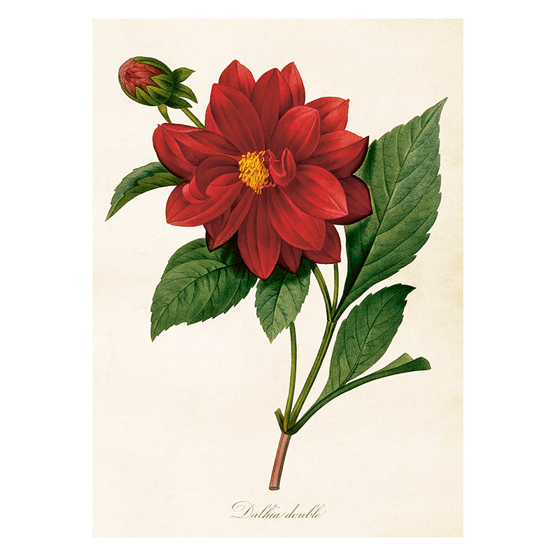 AAA Poster Dahlia L (50 x 70 cm)