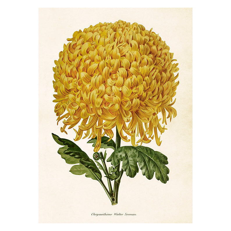 AAA Poster Krysantemum L (50 x 70 cm)