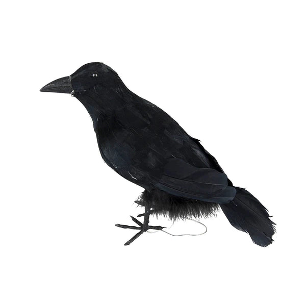 Fågel, Korp L