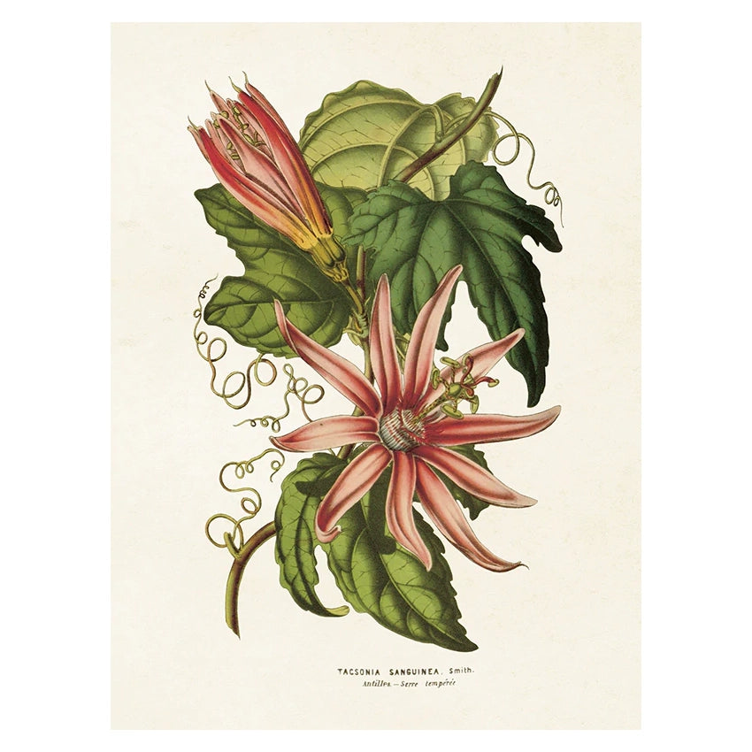 Vintage poster med passionsblomma.