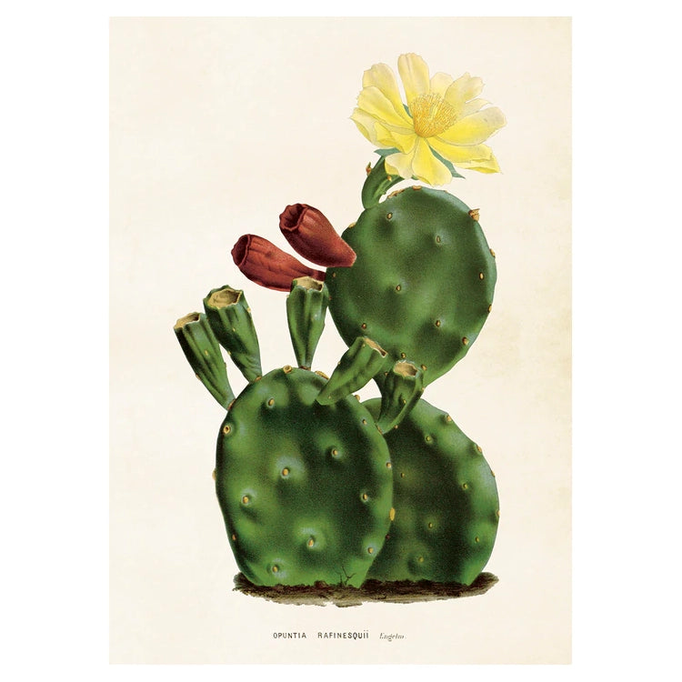 Vintage poster med blommande kaktus