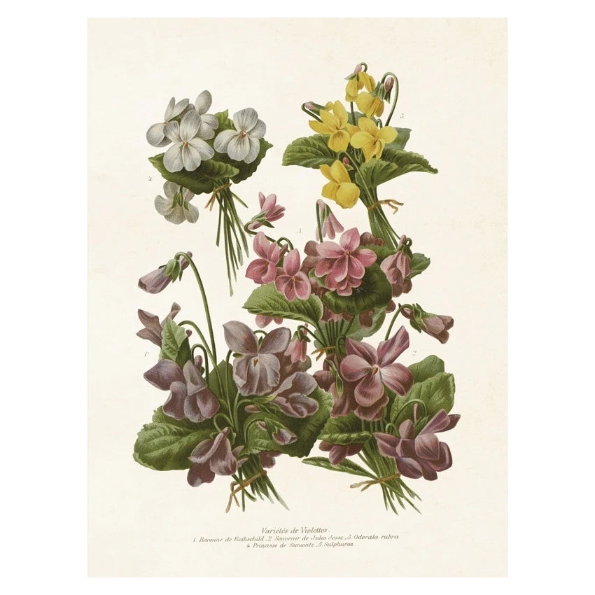 Poster med små buketter av violer i olika färger