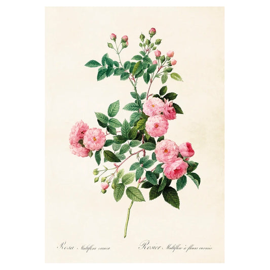 Poster med en kvist med rosafärgade rosor