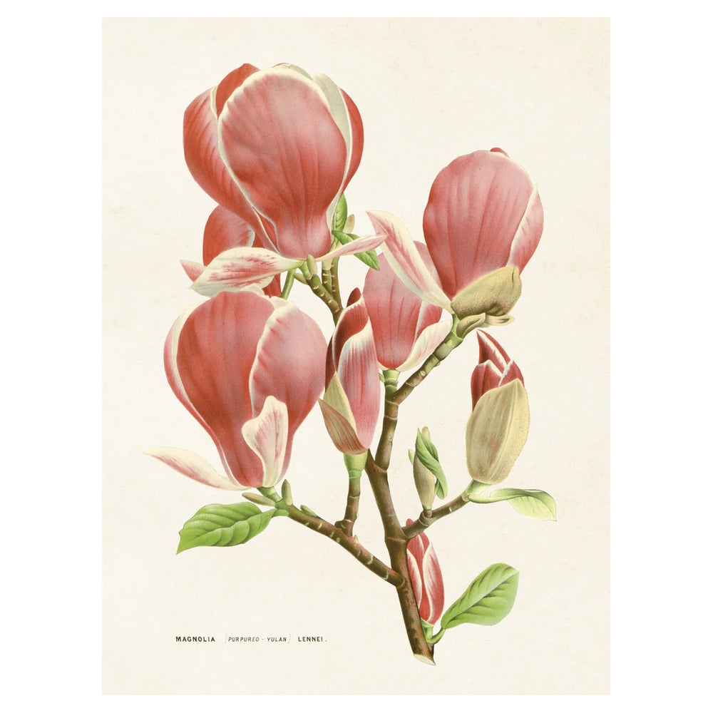 Vintage poster med Magnolia