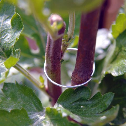 Stödringar i metall på en planta