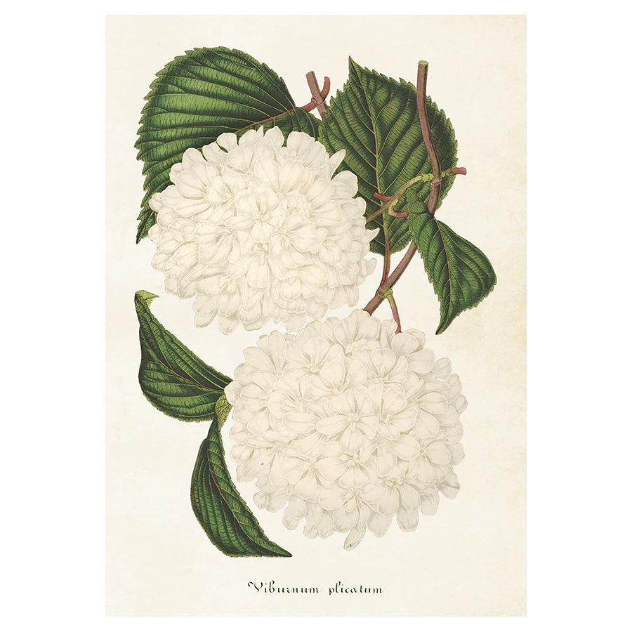 Poster på en kvist av Japansk snöbollsbuske