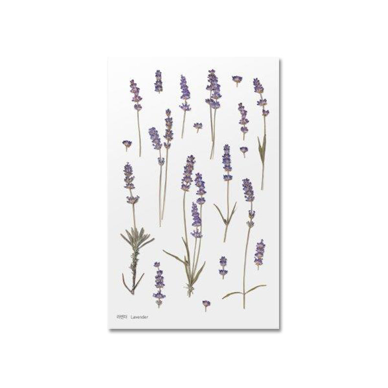 Lavendel Klistermärke i form av pressade blommor o blad