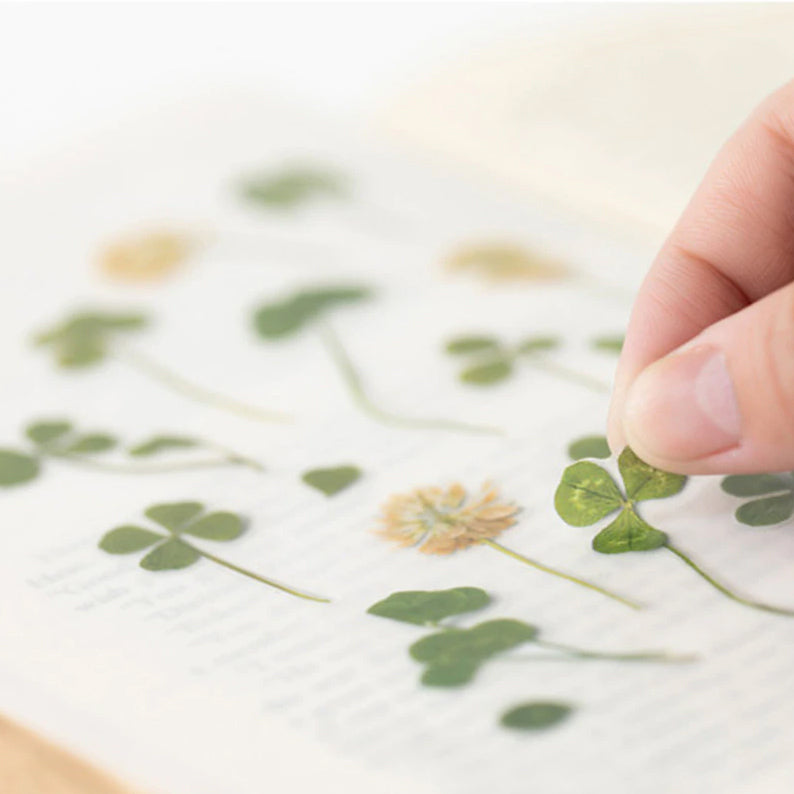 Klöver klistermärke i form av pressade blommor o blad 