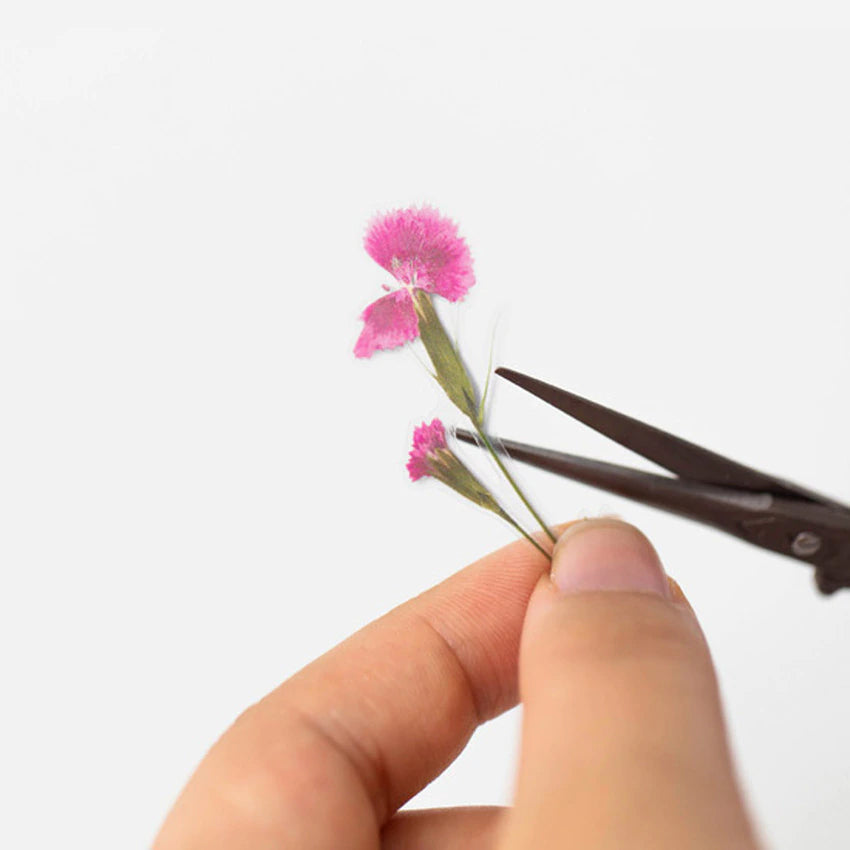 Klistermärke, pressade blommor i form av Sommarnejlika som klipps itu