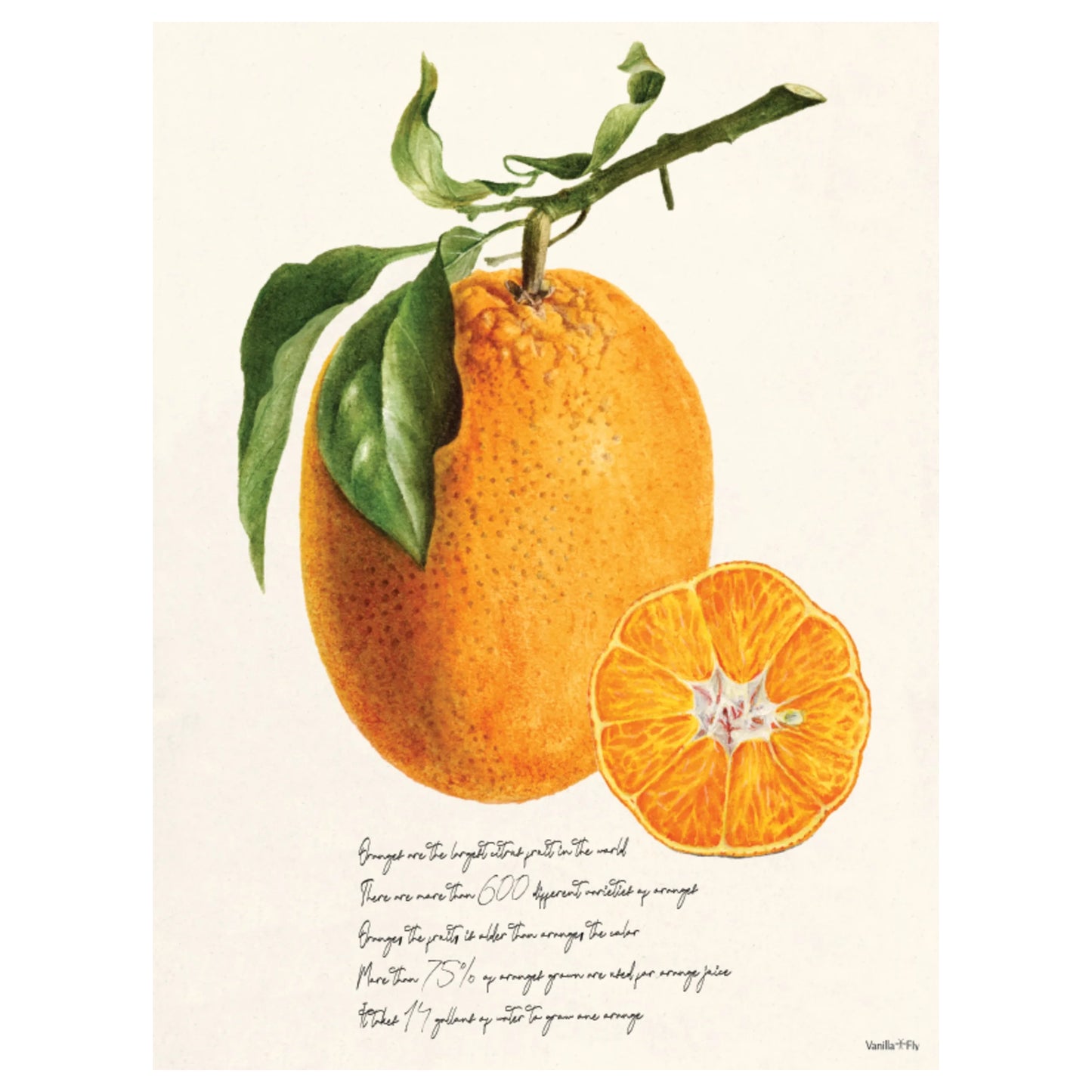 Poster Apelsin 50 x 70