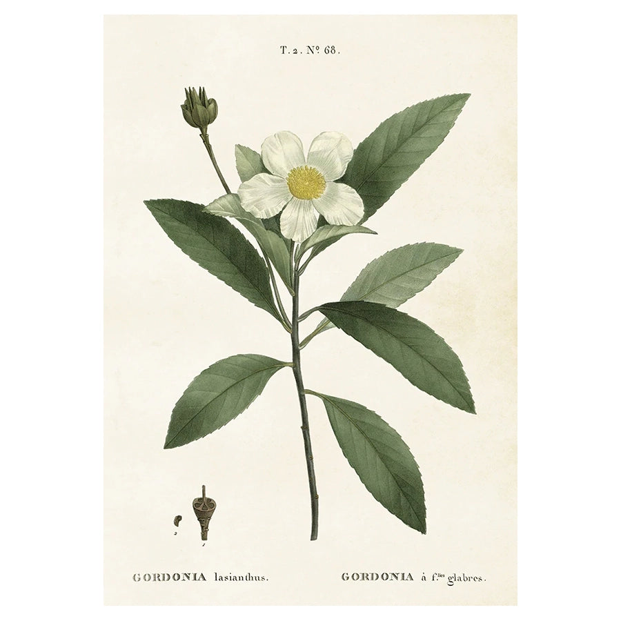 Vintage poster med Gardenia