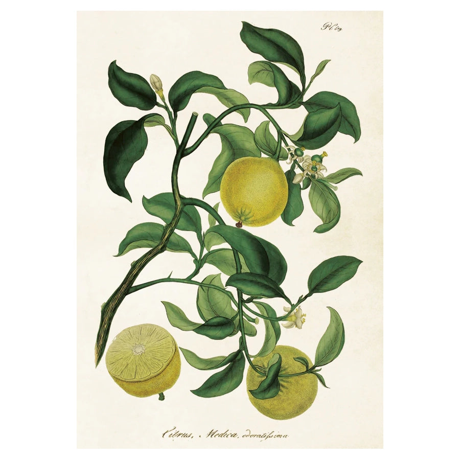 Vintage poster med Citroner.