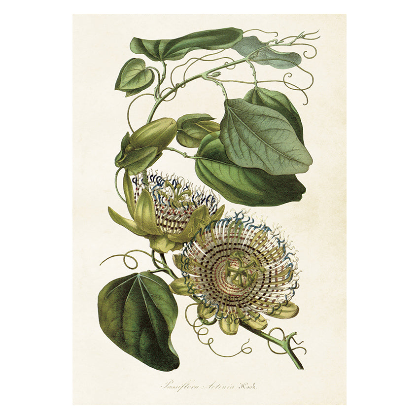 Vintage poster med passionsblomma.