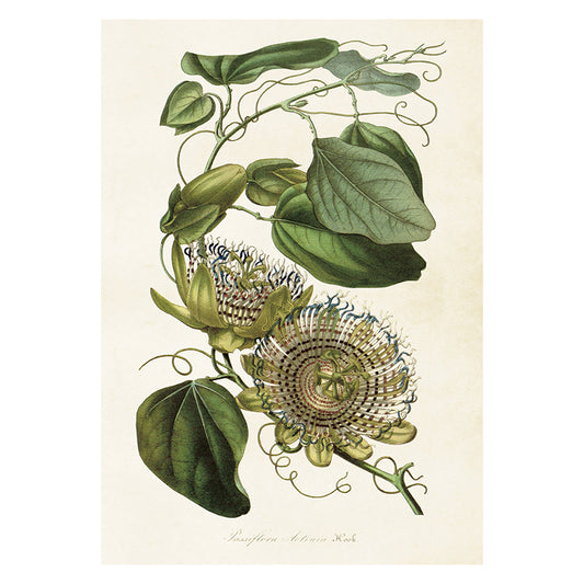 Vintage poster med passionsblomma.