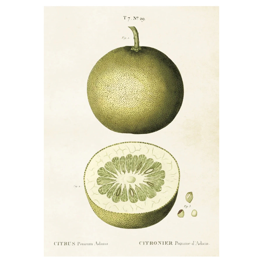 Vintage poster med citrusfrukt.