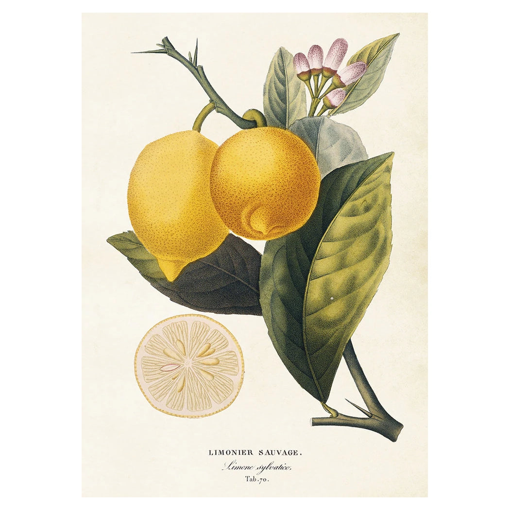 Vintage poster med Citroner